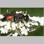 Arachnospila anceps - Wegwespe w001a 8mm - OS-Wallenhorst-Sandgrube-det.jpg